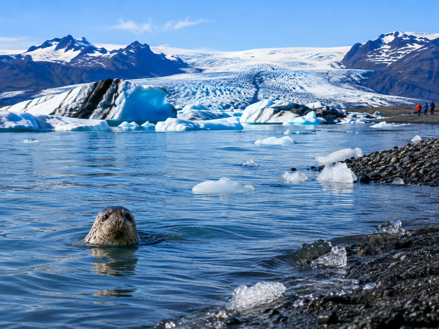 A seal's head above the surf near a river mouth
